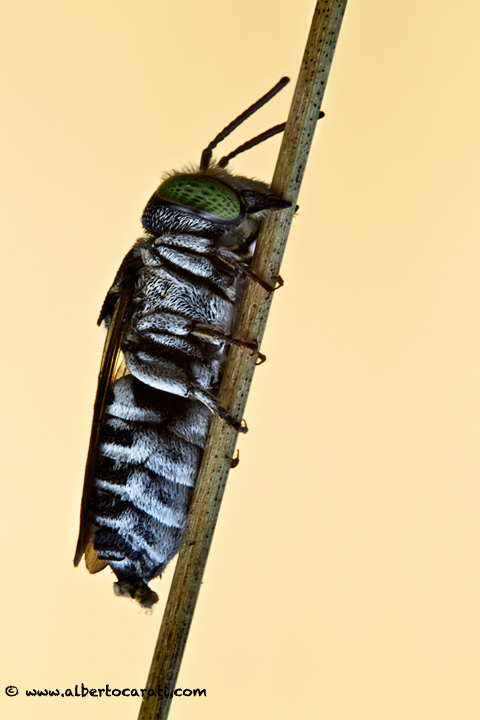 maschio di Coelioxys sp.